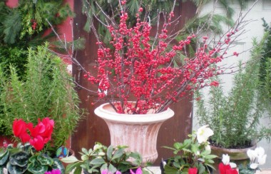 decorative-red-berry-plant