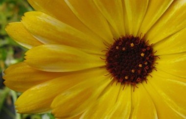 Calendula seeds