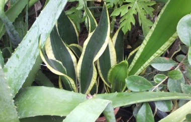 Snakeplant