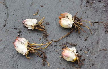 uprooted-lilly-plany