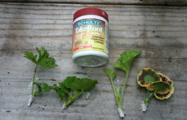 leaves-next-to-hormone-powder