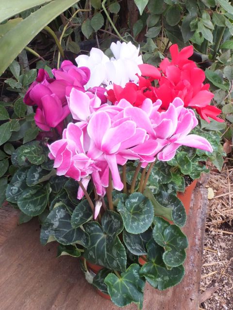 Cyclamen 6 - March 2016
