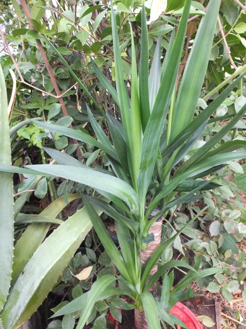 Yucca  - April 2016