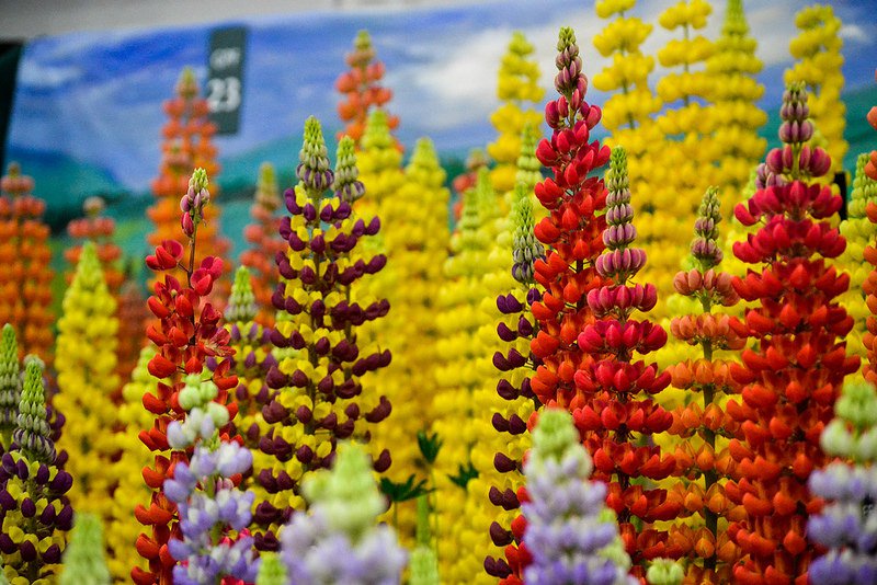 chelsea-flower-show