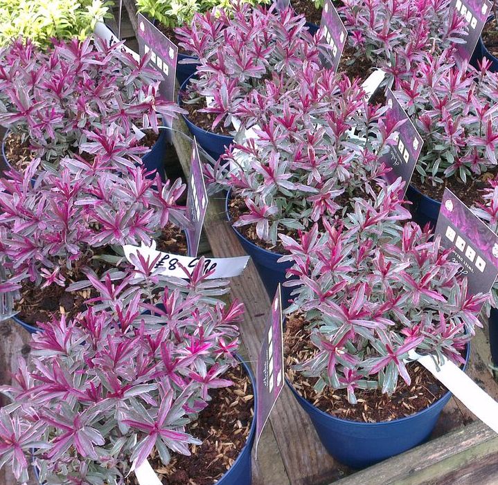hebes growing in peat free compost