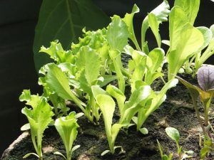 Lettuce sdlg tray - May 2-16