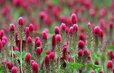 crimson-clover