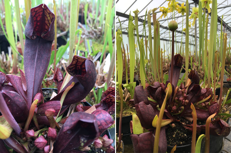 english_garden_flowers