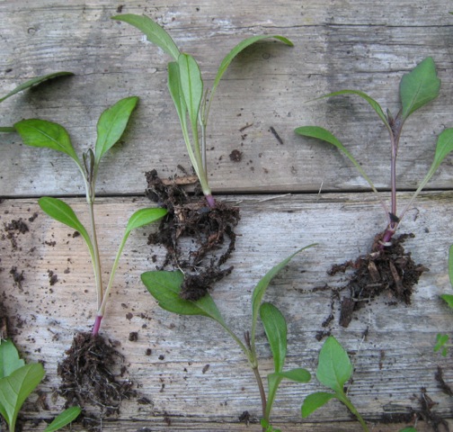 Dahlias sown in my leaf mould/compost/wood chip mix produced strong seedlings with healthy roots.