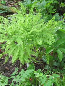 Adiantum Miss Sharples