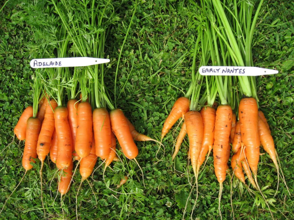 Carrots in previous pigeon free years - Jun 2016