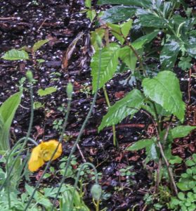 Image - June 2016 (1 of 1)