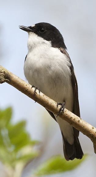 Migrants such as pied flycatchers are welcome in my garden – for the sheer joy they bring. 