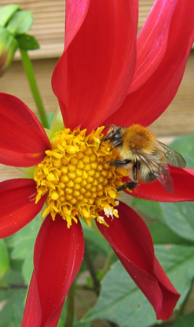 Bees of all hues have benefited from countries working together to protect nature, which doesn’t recognise lines drawn on a map. 