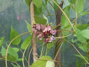 Apios Flower Cup - Aug 2016