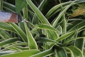 Image - July 2016 (1 of 1)