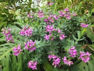 Polygala-16-July-2016
