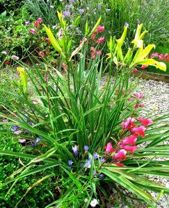 blue brodiaea with hemerocallis - July 2016