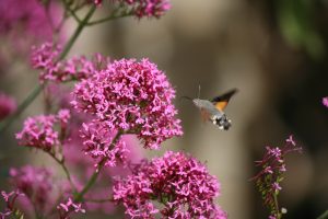 hummingbird hawkmoth uncropped 2 copy - July 2016