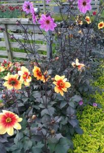 black-leaves-yellow-flowers
