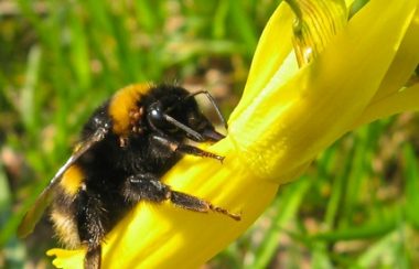 bee-on-yellow-flower