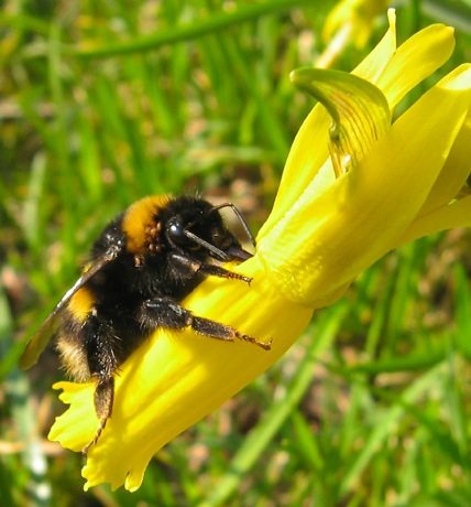 bee-on-yellow-flower