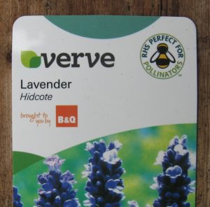 verve-lavender