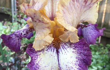 Purple, white and orange flower