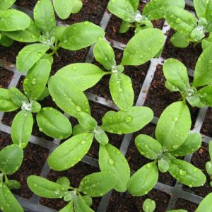 Young green plants in peat free compost