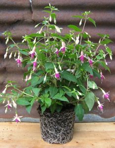 Fuchsia ‘Mini Rose’ grown on peat free compost
