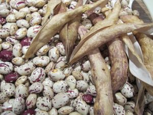 Dried Borlotti Beans - Sept 2016
