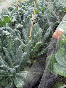 Netted 'Cavolo Nero' - Sept 2016