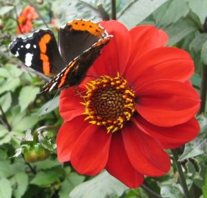 butterfly on red flower