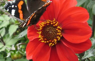 butterfly on red flower