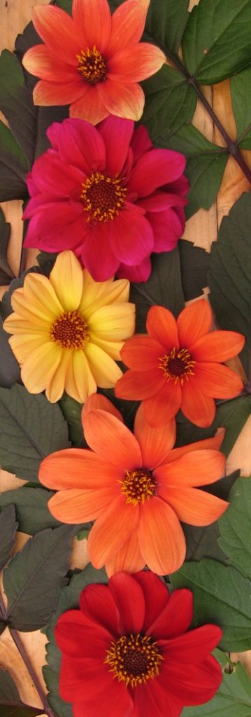 red, yellow and orange flowers