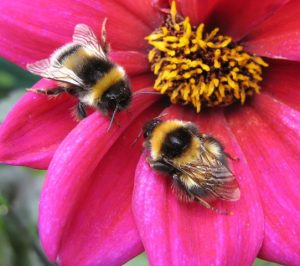bees collecting pollen from pink flower