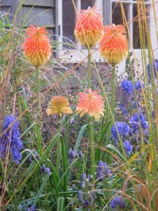 November Kniphofia rooperi and aconitum - Oct