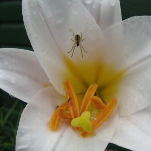 renewable-oct16-pic3