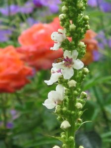 verbascum chaixii Album - Oct
