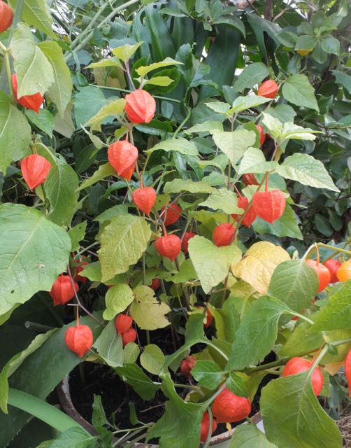Chinese lantern 1 - Nov 2016
