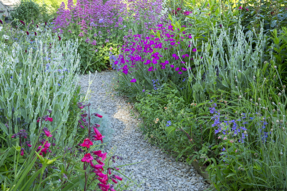 Gravel path through perennial border, penstemon, Lychnis coronaria, geranium