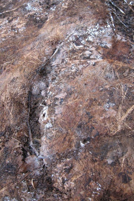 Beneath the peeled-back sheet lies a labyrinth of burrows where voles have kept dry and hidden from predators. 