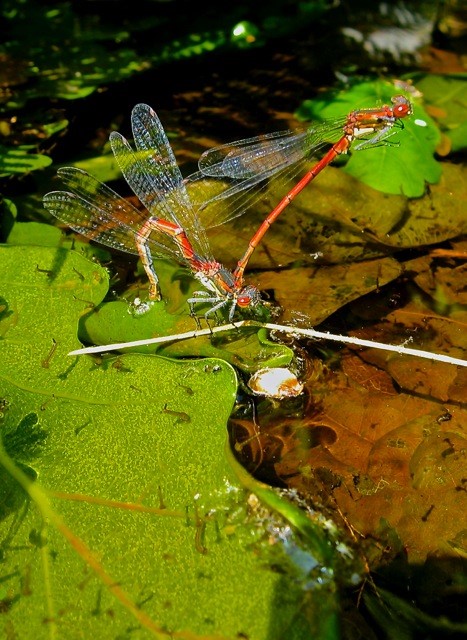 Large red damselflies courted and cavorted above short-lived mini ponds. 