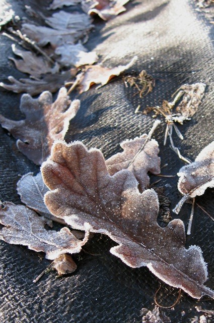 Fallen oak leaves remind me of the nourishment I’ve denied my soil of for far too long. 