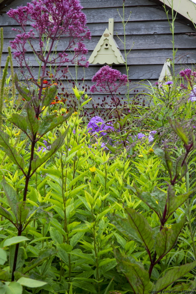Eupatorium purpureum 'Riesenschirm', bird boxes on shed wall, sanguisorba, phlox