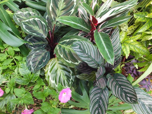 Calathea 3 - Dec 2016