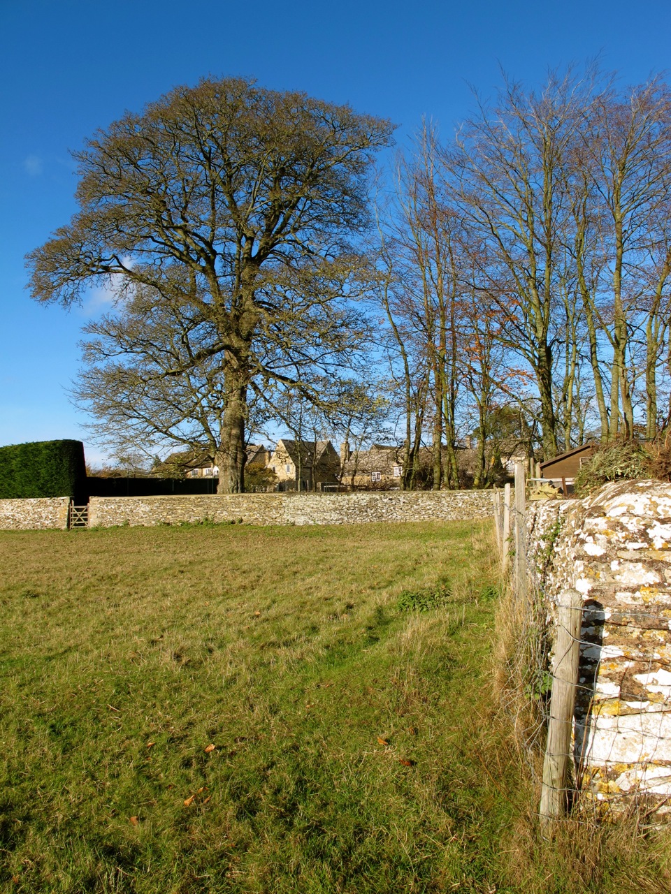 beeches and oak dominate my garden - dec 2016