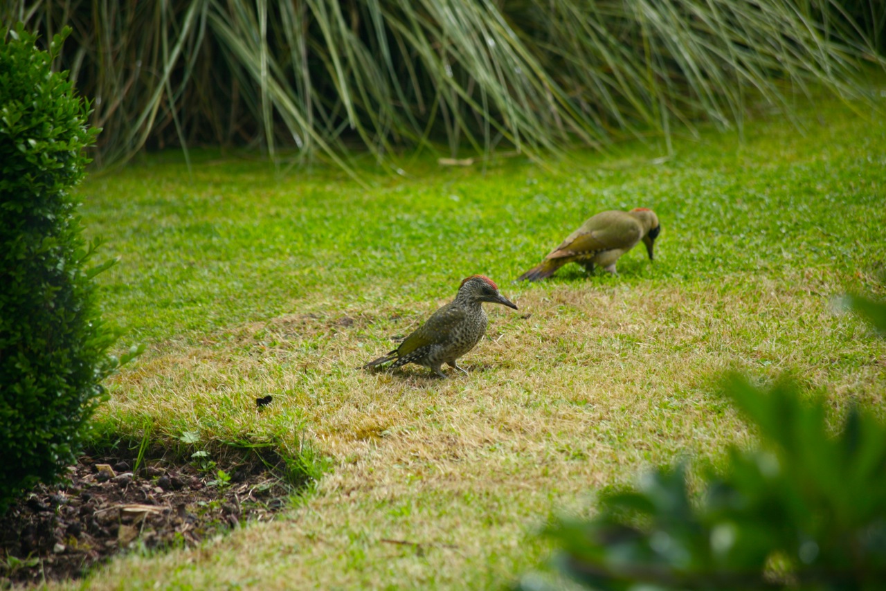 green woodpecker baby and mother - dec 2016