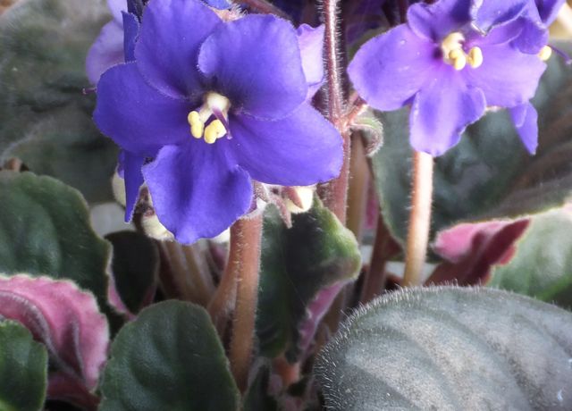 Image 2 - Jan 2017 (African violet cup)
