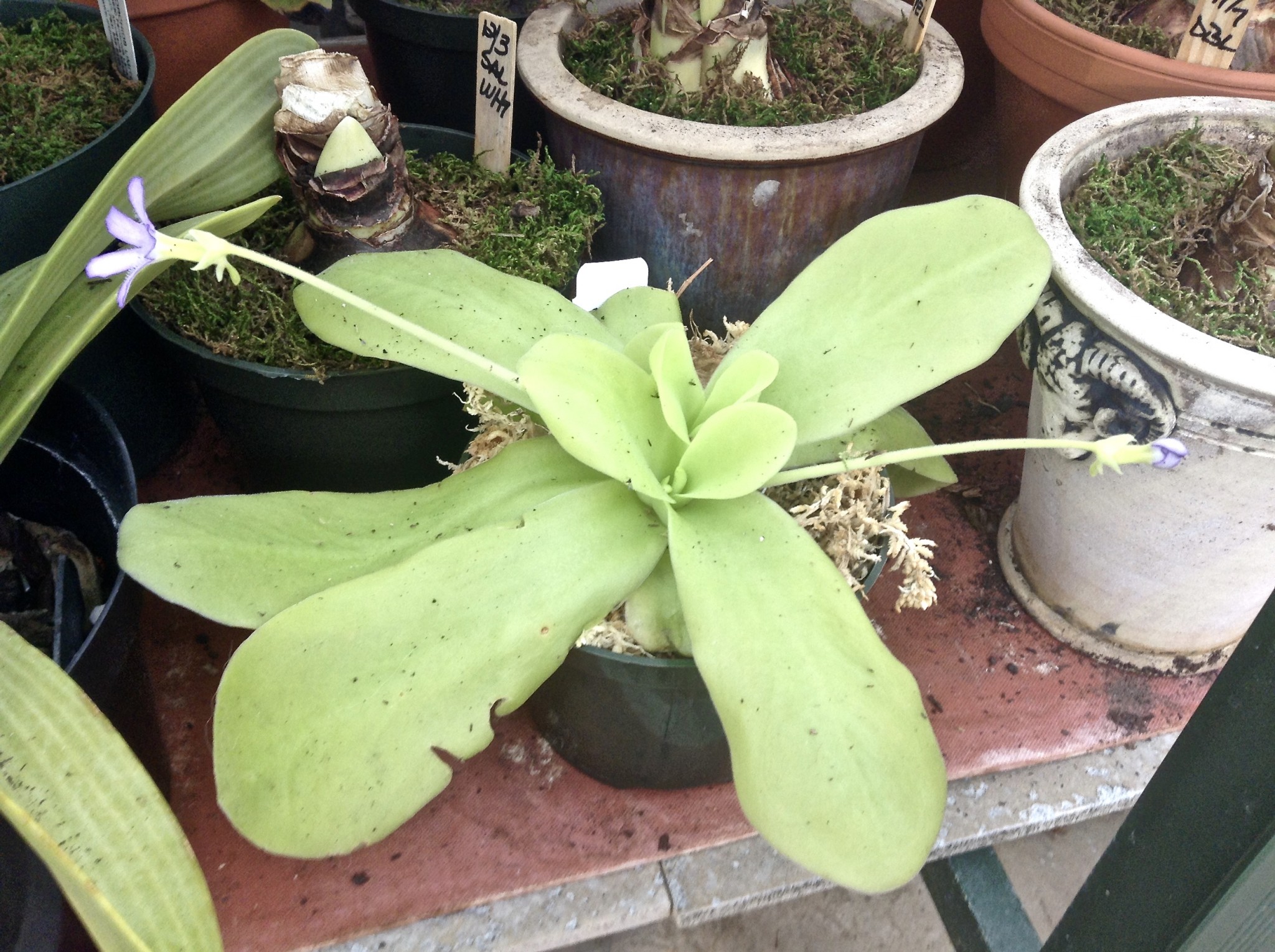 Image 3 - Jan 2017 Special